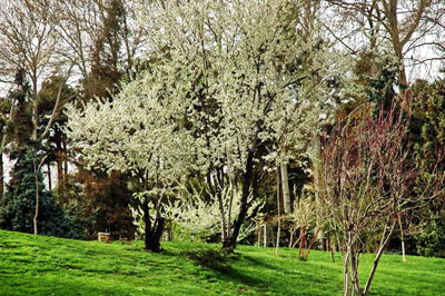 Iranian gardens - bagh-e Sad Abad