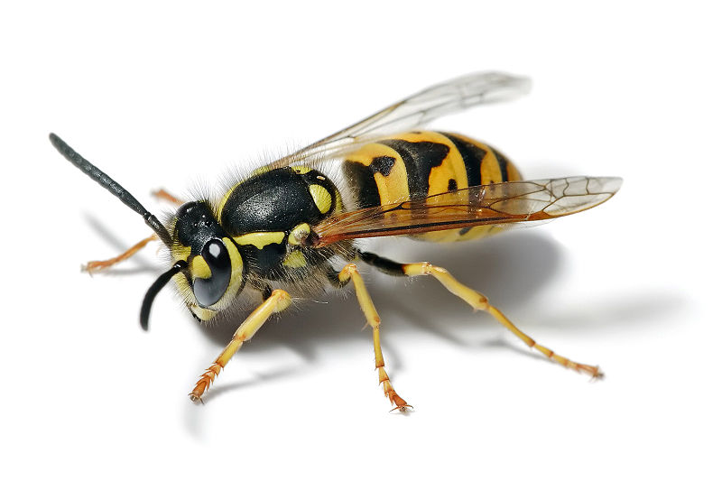 800px-European_wasp_white_bg.jpg