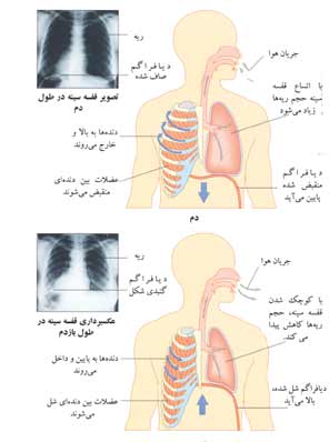 http://www.boali.com/atlas/images/respiratory_system-s2.jpg